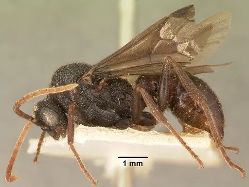 Mystrium oberthueri - CASENT0101701