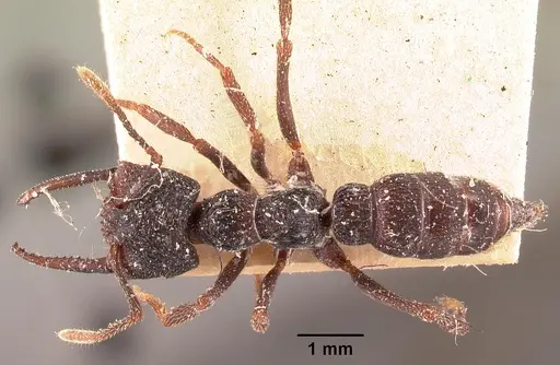 Mystrium oberthueri - CASENT0101949