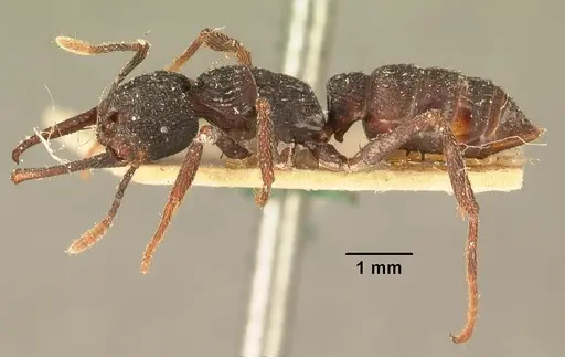 Mystrium oberthueri - CASENT0101949