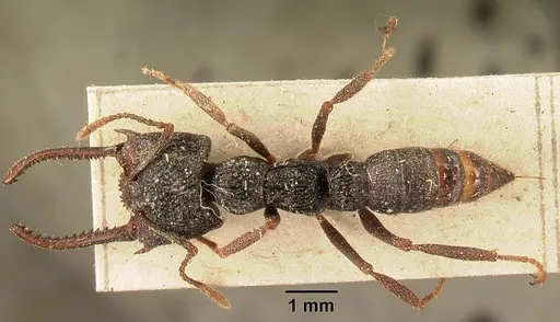 Mystrium oberthueri - CASENT0101993