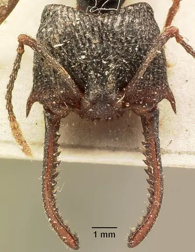 Mystrium oberthueri - CASENT0101993