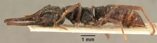 Mystrium oberthueri - CASENT0101993
