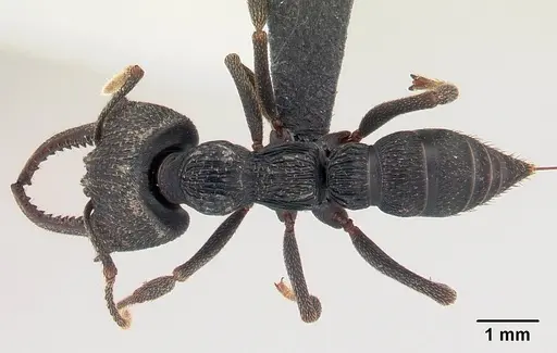 Mystrium oberthueri - CASENT0136493