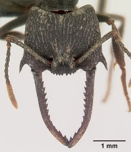 Mystrium oberthueri - CASENT0136493