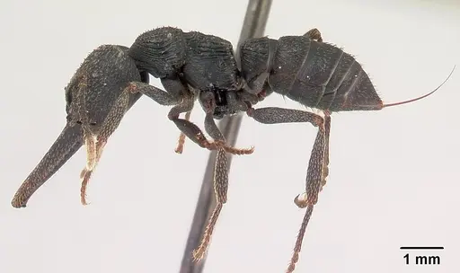 Mystrium oberthueri - CASENT0136493