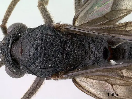 Mystrium oberthueri - CASENT0144568