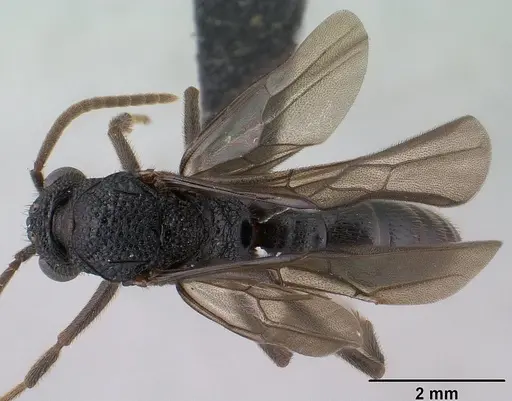 Mystrium oberthueri - CASENT0144568