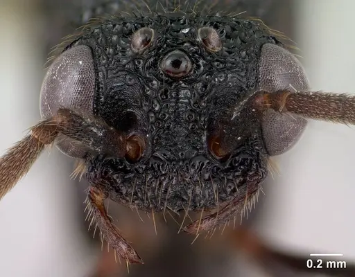 Mystrium oberthueri - CASENT0144568