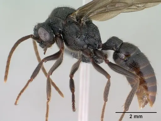 Mystrium oberthueri - CASENT0144568