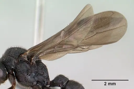 Mystrium oberthueri - CASENT0144568