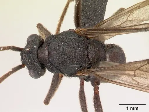 Mystrium oberthueri - CASENT0179499