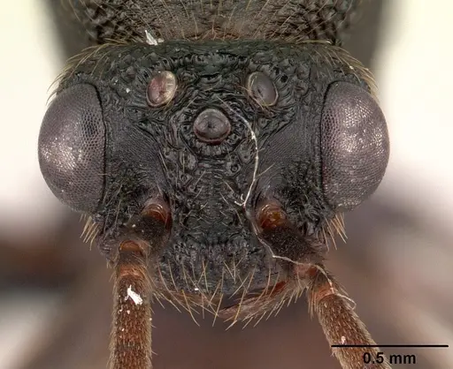 Mystrium oberthueri - CASENT0179499