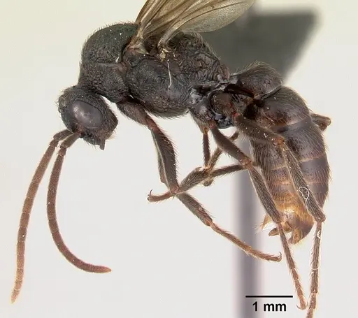 Mystrium oberthueri - CASENT0179499