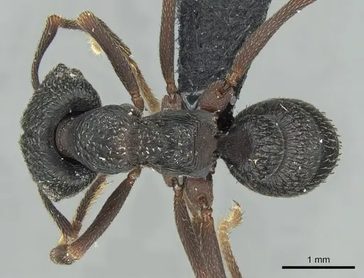 Mystrium oberthueri - CASENT0496064