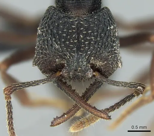 Mystrium oberthueri - CASENT0496064