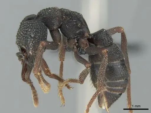 Mystrium oberthueri - CASENT0496064