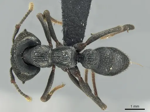 Mystrium oberthueri - CASENT0496066