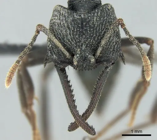 Mystrium oberthueri - CASENT0496066