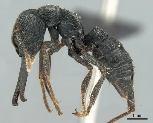 Mystrium oberthueri - CASENT0496066