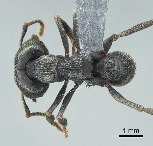 Mystrium oberthueri - CASENT0840884