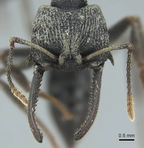 Mystrium oberthueri - CASENT0840884