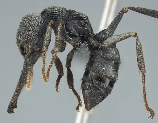 Mystrium oberthueri - CASENT0840884