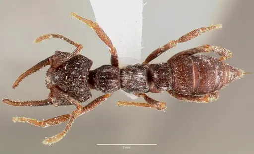 Mystrium oberthueri - MCZTYPE20363