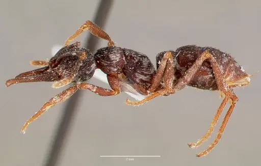 Mystrium oberthueri - MCZTYPE20363