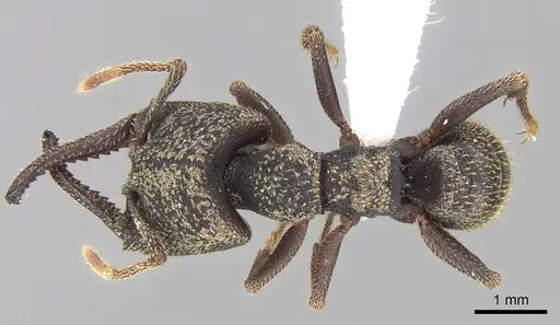 Mystrium rogeri specimen