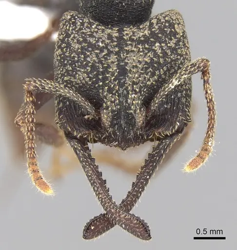 Mystrium rogeri specimen