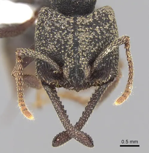 Mystrium rogeri specimen