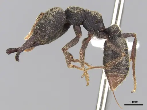 Mystrium rogeri - CASENT0001069