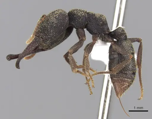 Mystrium rogeri - CASENT0001069