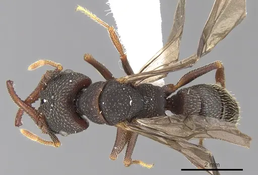 Mystrium rogeri - CASENT0001079