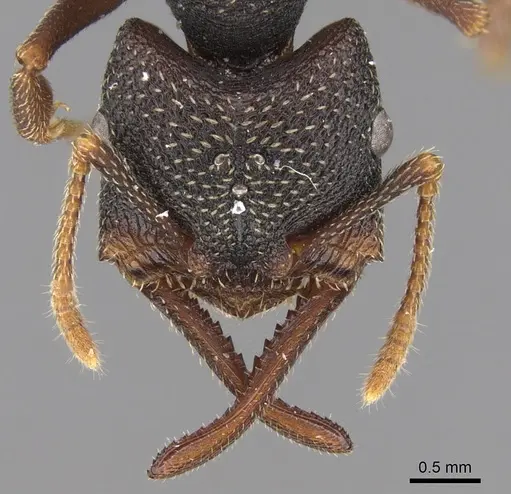 Mystrium rogeri - CASENT0001079