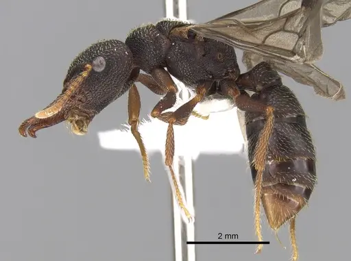 Mystrium rogeri - CASENT0001079