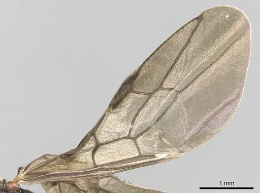 Mystrium rogeri - CASENT0001079