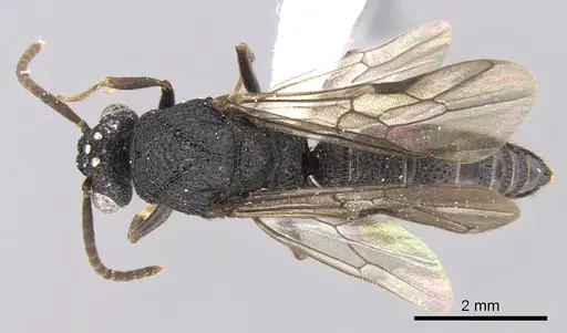 Mystrium rogeri - CASENT0001083