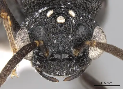 Mystrium rogeri - CASENT0001083