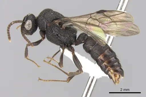 Mystrium rogeri - CASENT0001083