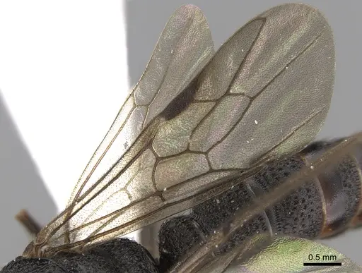 Mystrium rogeri - CASENT0001083