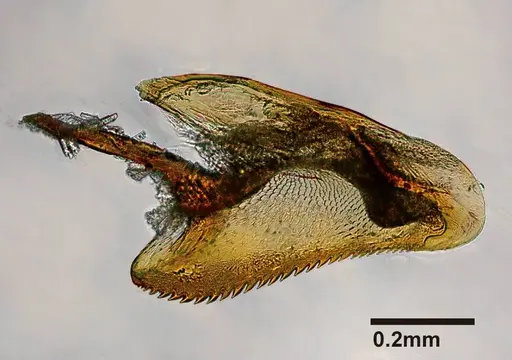 Mystrium rogeri - CASENT0001152