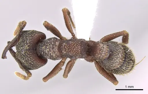 Mystrium rogeri - CASENT0001154