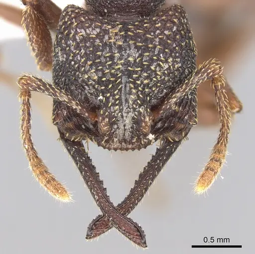 Mystrium rogeri - CASENT0001154