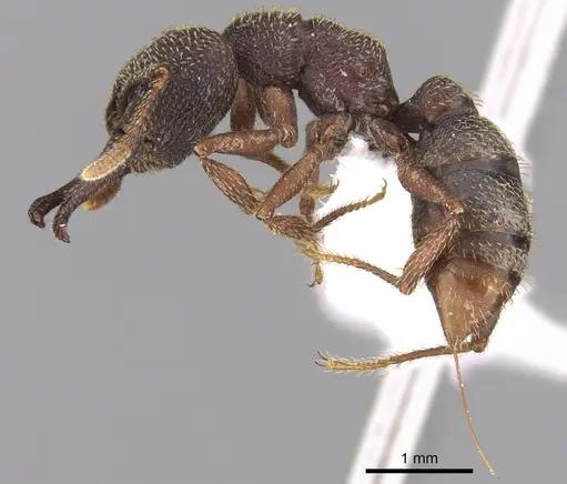 Mystrium rogeri - CASENT0001154