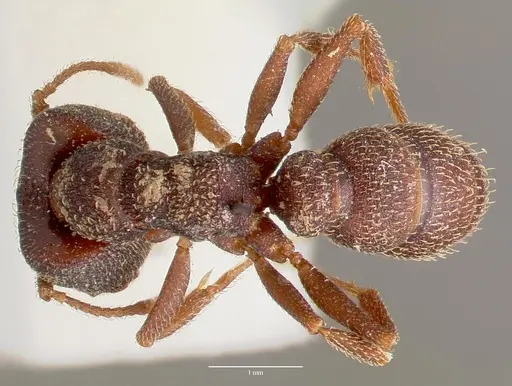 Mystrium rogeri - CASENT0003308