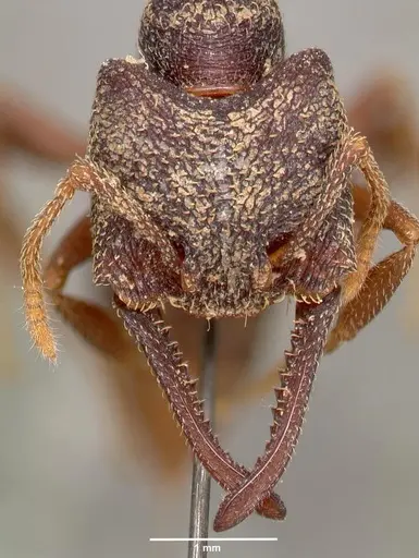 Mystrium rogeri - CASENT0003308