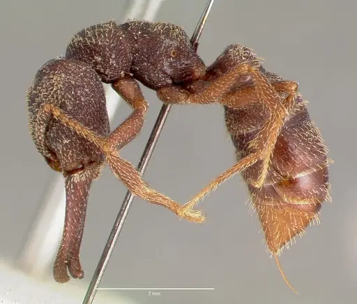 Mystrium rogeri - CASENT0003308