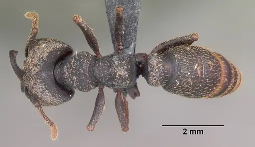 Mystrium rogeri - CASENT0009349