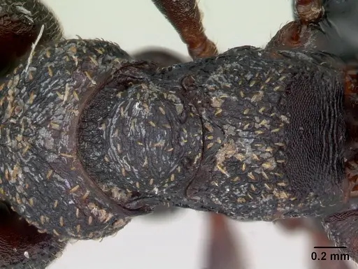 Mystrium rogeri - CASENT0009349